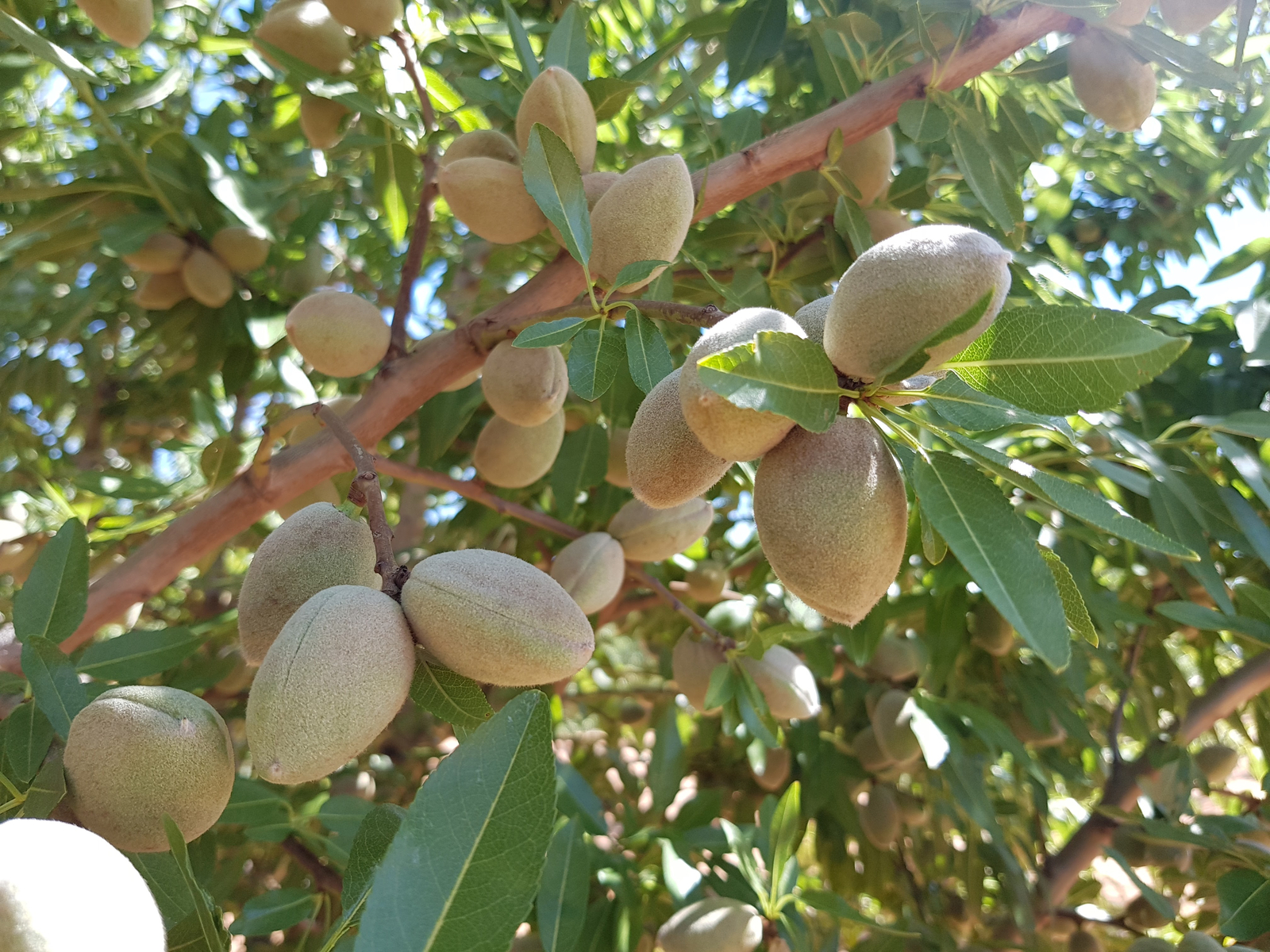 Almendras