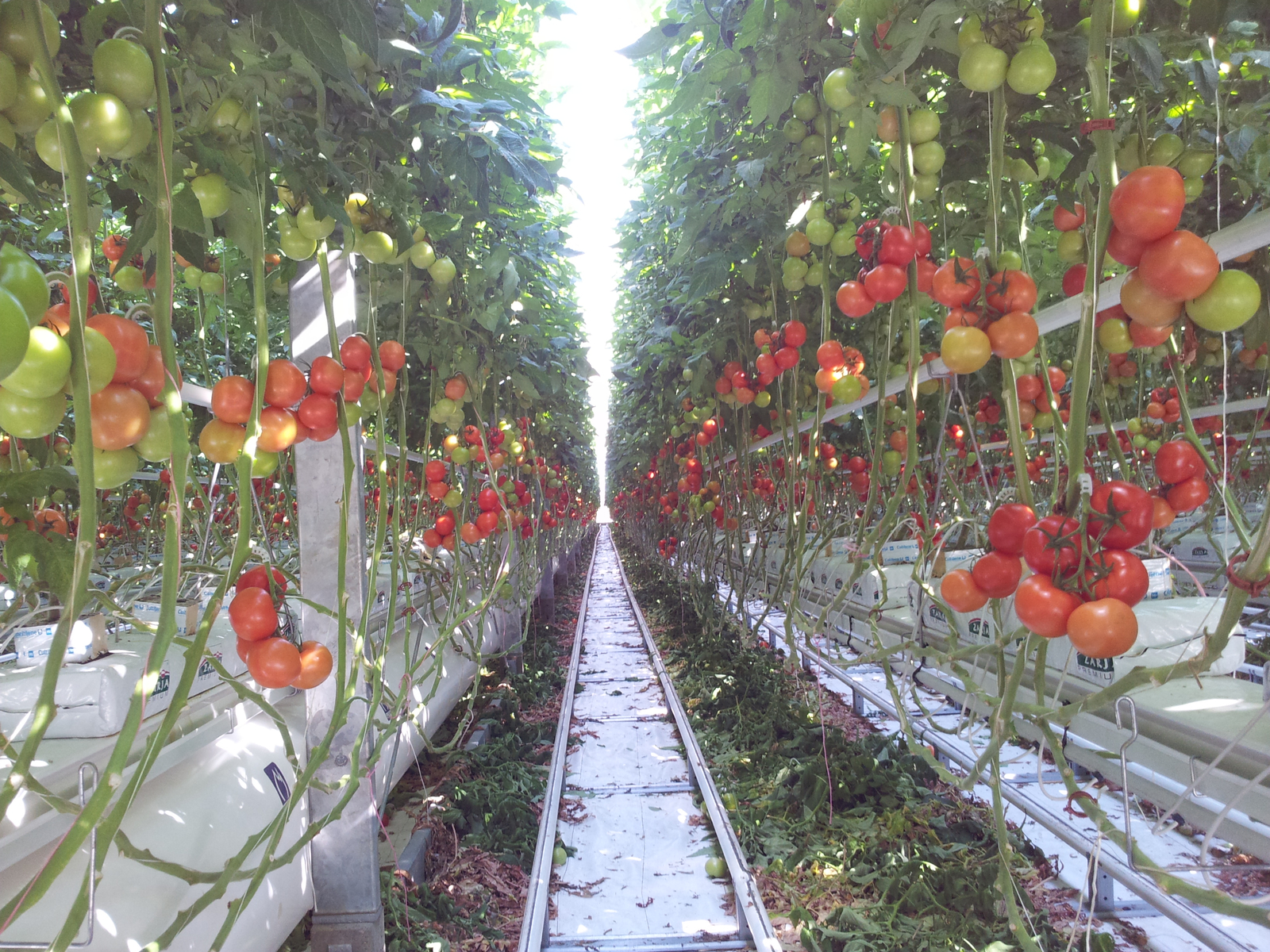 Irrigation Systems, Irrigation