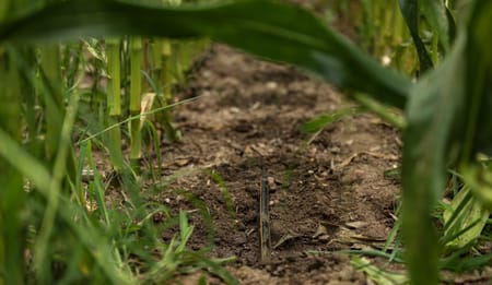 Enterrado de Líneas de Riego en Cultivos Frutales: Claves para el Éxito