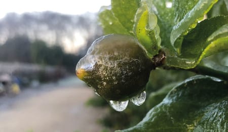 Guía práctica para evitar que las heladas dañen tu cultivo
