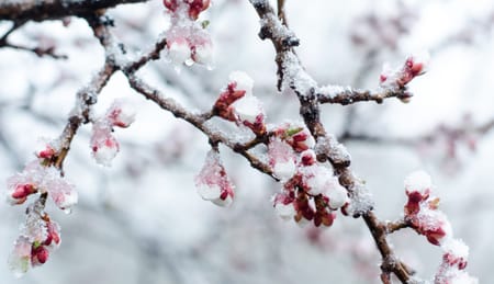 Cómo cuidar los cerezos de las heladas primaverales