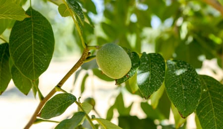 Riego Subterráneo en Nogales, una gran alternativa para una agricultura más sostenible.