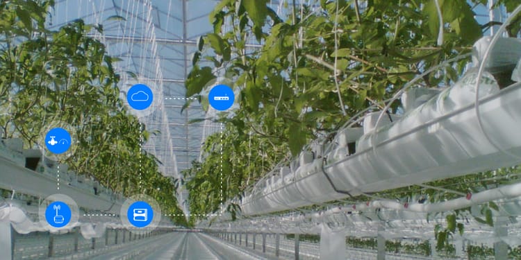 Digital farming para cultivos protegidos