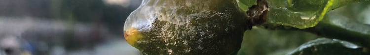 Banner Guía práctica para evitar que las heladas dañen tu cultivo