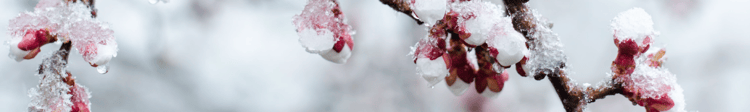 Banner Cómo cuidar los cerezos de las heladas primaverales