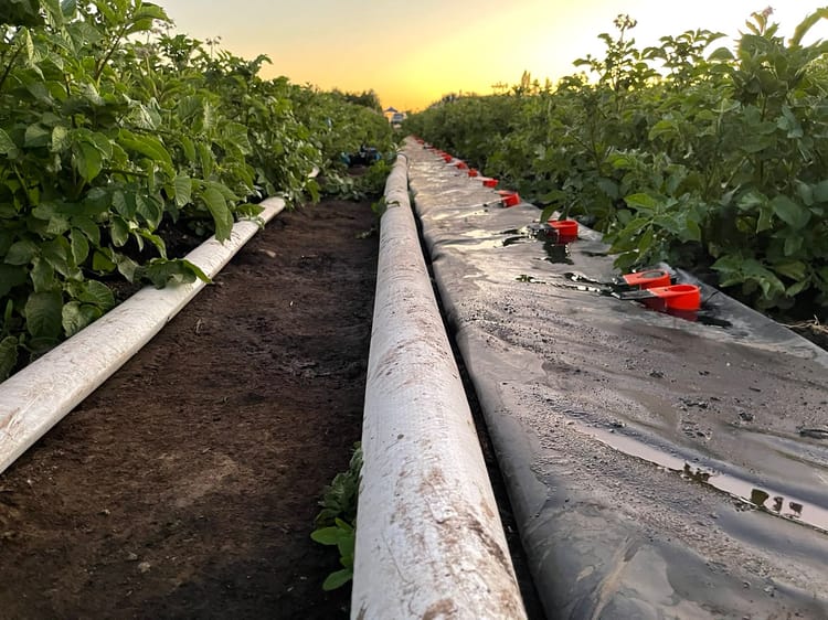 Banner Ensayo de Riego en Papas - Región del Maule