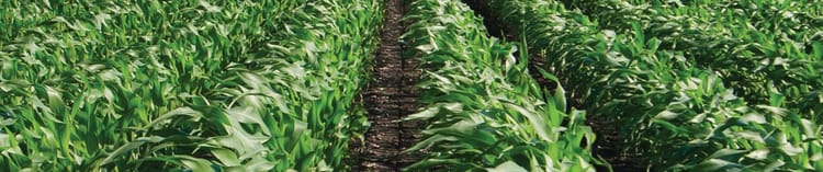 Banner NUESTRA AGRICULTURA TIENE QUE PRODUCIR MÁS CON MENOS AGUA…