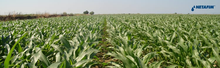 Banner ¿Por qué no podemos verter aguas residuales en nuestros campos?