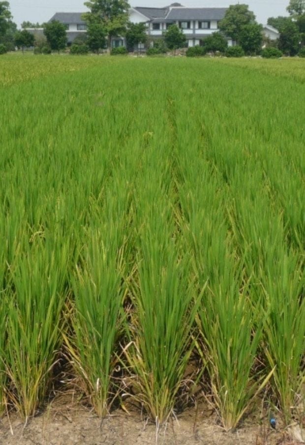 Arroz y riego por goteo en Chile