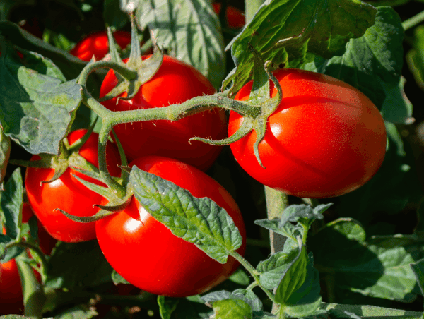 AgroBaja