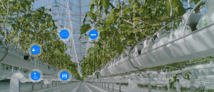 Digital farming para cultivos protegidos